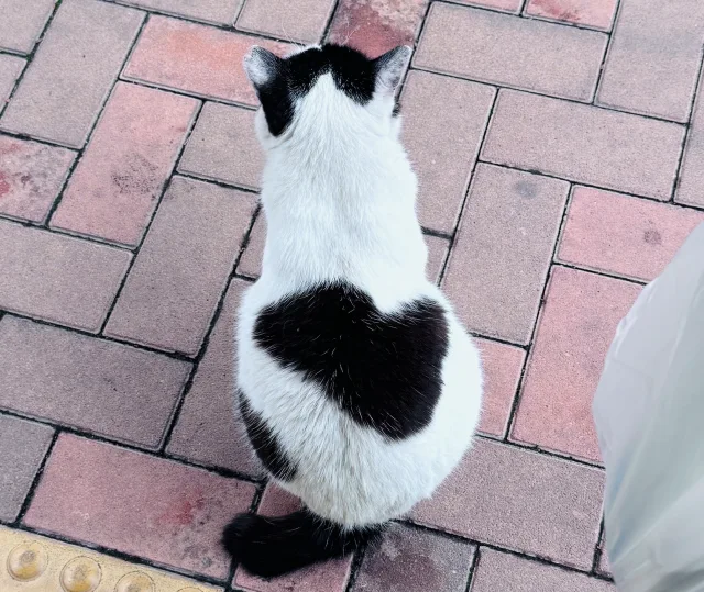 ビアスパークしもつま 猫